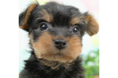 成約済の千葉県のヨークシャーテリア-222397の1枚目